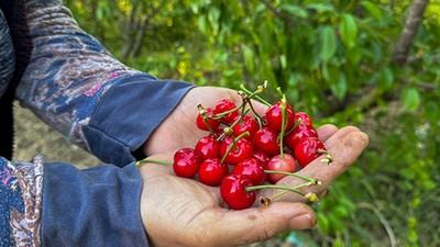 Yeni Hasat Kirazın Kilosu 2 Bin Liradan Alıcı Buldu