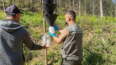 Zararlı Böceklere Karşı Feromon Silahı Kullanıldı