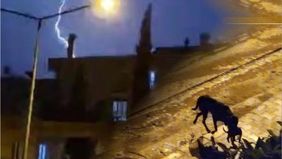 Anne köpek, şimşek ve yıldırımdan yavrularını böyle korudu