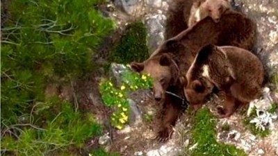 Yaban hayvanları dronla görüntülendi