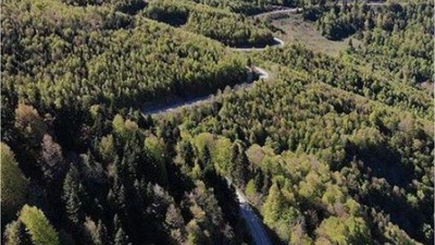 Balıkesir'in Ormanları Yeniden Canlanıyor