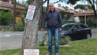 Burhaniye'de Kuruyan Ağacın Tabelası Görenleri Şaşırtıyor