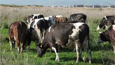 Burhaniye'de Baharın Müjdesiyle Çobanlar Keyiflendi