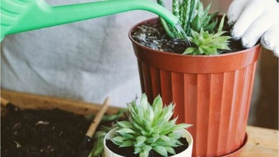 İlkbaharda Evinizi Hazırlamanız Gereken 5 Bakım İpuçları