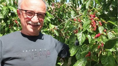 Burhaniye'deki Baharın İlk Meyveleri Kendini Gösterdi