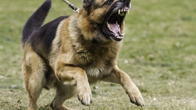 Köpek Saldırılarında İlk Yardım Uygulamaları