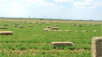 Balıkesir'de Yem Bitkileri Destekleme Başvuruları Başladı