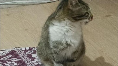 Sokakta gördüğü hamile kediyi sahiplendi