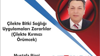 Çilekte Bitki Sağlığı Uygulamaları Zararlılar – Çilekte Kırmızı Örümcek