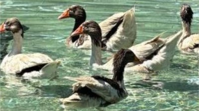 Edremit’in ördekli parkı geri geldi