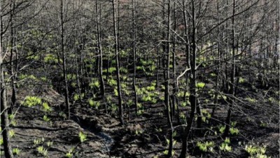 Balıkesir'deki Yangının Zararları Onarılıyor