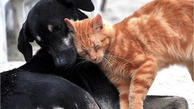 4 Nisan Dünya Sokak Hayvanları Günü
