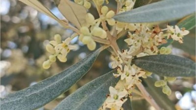 Zeytin Hasadında Tehlike! Havran'da Pamuklu Bit Alarmı