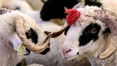 2024 Kurban Bayramı Vekaletle Kesim Bedelleri Açıklandı