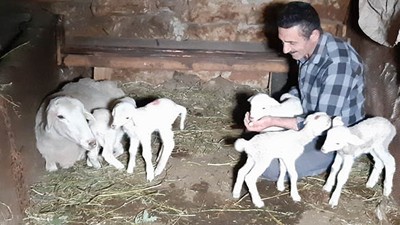 Balıkesir Koyunu Mudurnu'da Tek Seferde Beşiz Doğurdu