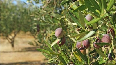 Balıkesir Zeytin Rotasını Belirlendi