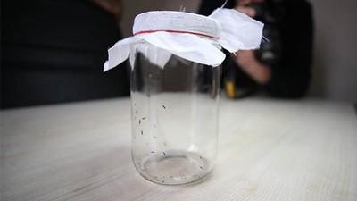 Balıkesir'de Kestane Ormanlarına Biyolojik Mücadele