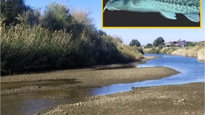 Balıkesir'de Yeni Balık Türü Keşfedildi! Dünyaya Duyuruldu