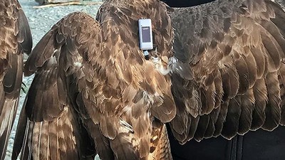 Bu Şahin 2 Yılda 48 Bin 865 Km Uçarak 34 Ülke Gezdi