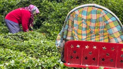 Doğu Karadeniz'de Yaş Çay Sezonu Açıldı