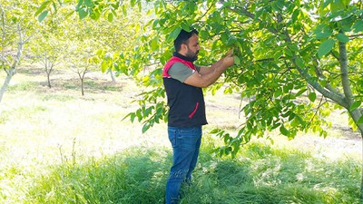 İvrindi'de Meyve Bahçelerinde Zararlılarla Mücadele Çalışmaları Hız Kazandı