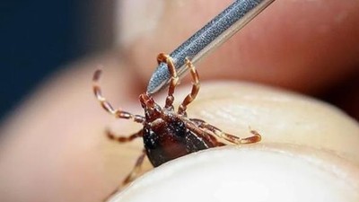Bu Böceğe Dikkat! Havalar Isınınca Ortaya Çıkıyor