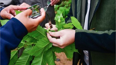 Balıkesir'in Kestane Ağaçlarını Koruyan Gizli Silah!