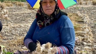 Balıkesir’de Sarımsak Diyarında Hasat