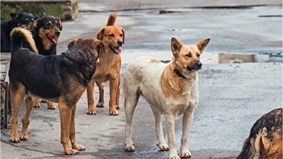 Yeni Düzenleme: Sahiplenilmeyenler Uyutulacak!