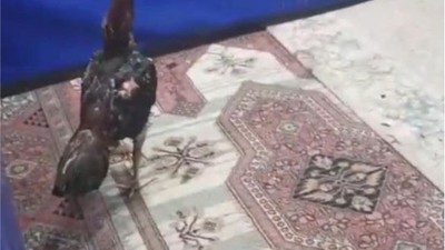 Horoz Koruma Derneğine ‘Horoz Dövüşü' operasyonu