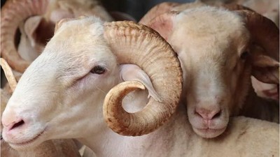 Altıeylül'de Kurban Kesimi İçin Bilmeniz Gerekenler