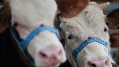Kurbanlık Hayvan Sevkiyatında Alınacak Önlemler Belli Oldu