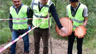 Balıkesir'in Odağı Hızlı Gelişen Orman Ağaçlarında