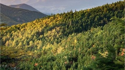 İklim Değişikliğine Karşı Ormancılıkta Dev Adım