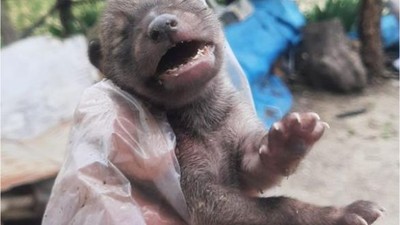 Yavru çakalı köpeklerden kurtardı
