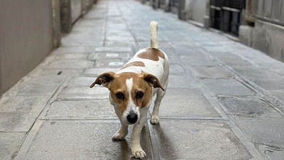 Almanya’da Köpek Sahiplerinin Vergileri Barınaklara Aktarılıyor