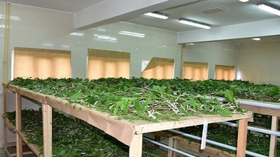 BAÜN İpekböceği Üretim Projesi İle Girişimcilere Destek Sağlıyor