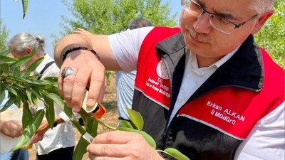 Balıkesir Kahverengi Kokarcalara Savaş Açtı