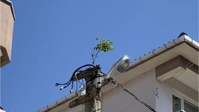 Balıkesir'de Elektrik Direğinde Şeftali Ağacı Filizlendi