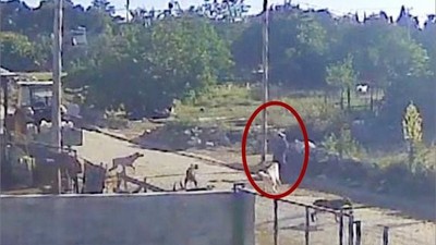 Bandırma'da Dehşet Anları! Başıboş Köpekler Kadına Saldırdı