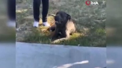 Başıboş köpek dehşet saçtı!