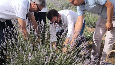 Burhaniye’de Üniversite Öğrencileri Lavanta Hasadında Buluştu