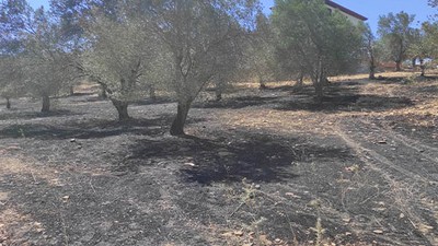 Burhaniye'deki Yangında 350 Dönüm Arazi Zarar Gördü