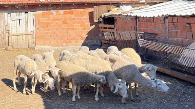 Dursunbey'de 16 Küçükbaş Hayvanı Çalan 2 Zanlı Yakalandı