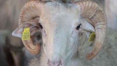 Kurban Bayramı Öncesinde Merak Edilen 10 Soru ve Cevapları