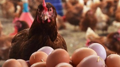 Kümes Hayvancılığında İlk 5'teyiz