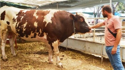 'Paşa' Kurban Pazarı'na Damgasını Vurdu