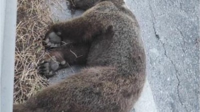Bayram dönüşü tatilcilere yolda ayı sürprizi