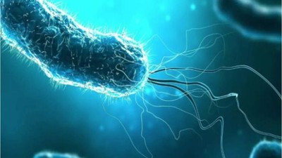 'Et Yiyen' Bakteri Vakaları Rekor Seviyede
