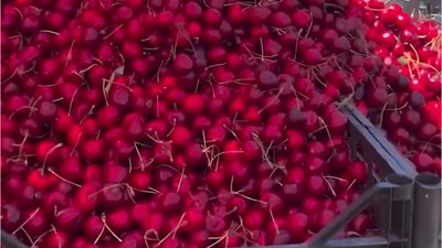 Erdek'te Kiraz Festivali Eski Günleri Yeniden Canlandırdı